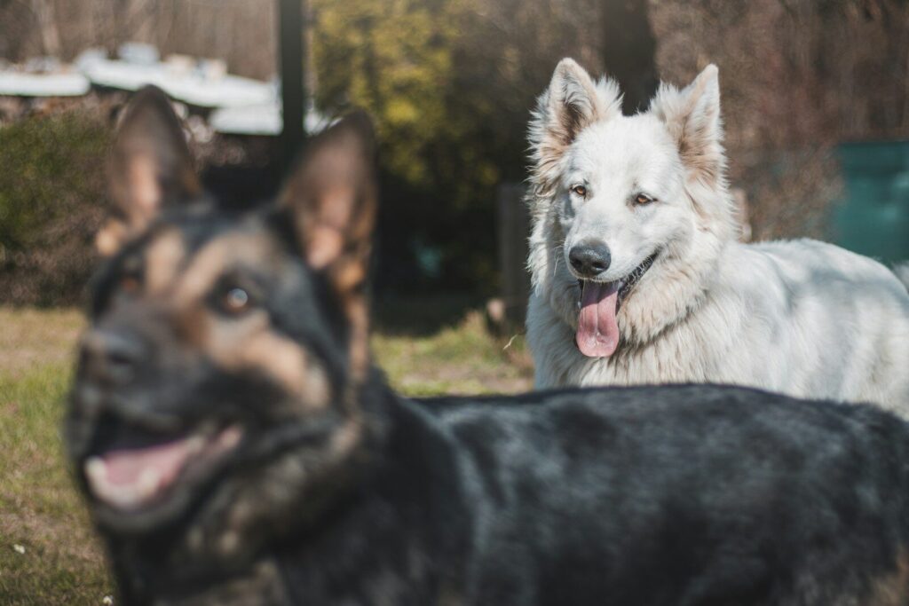 a couple of dogs that are standing in the grass